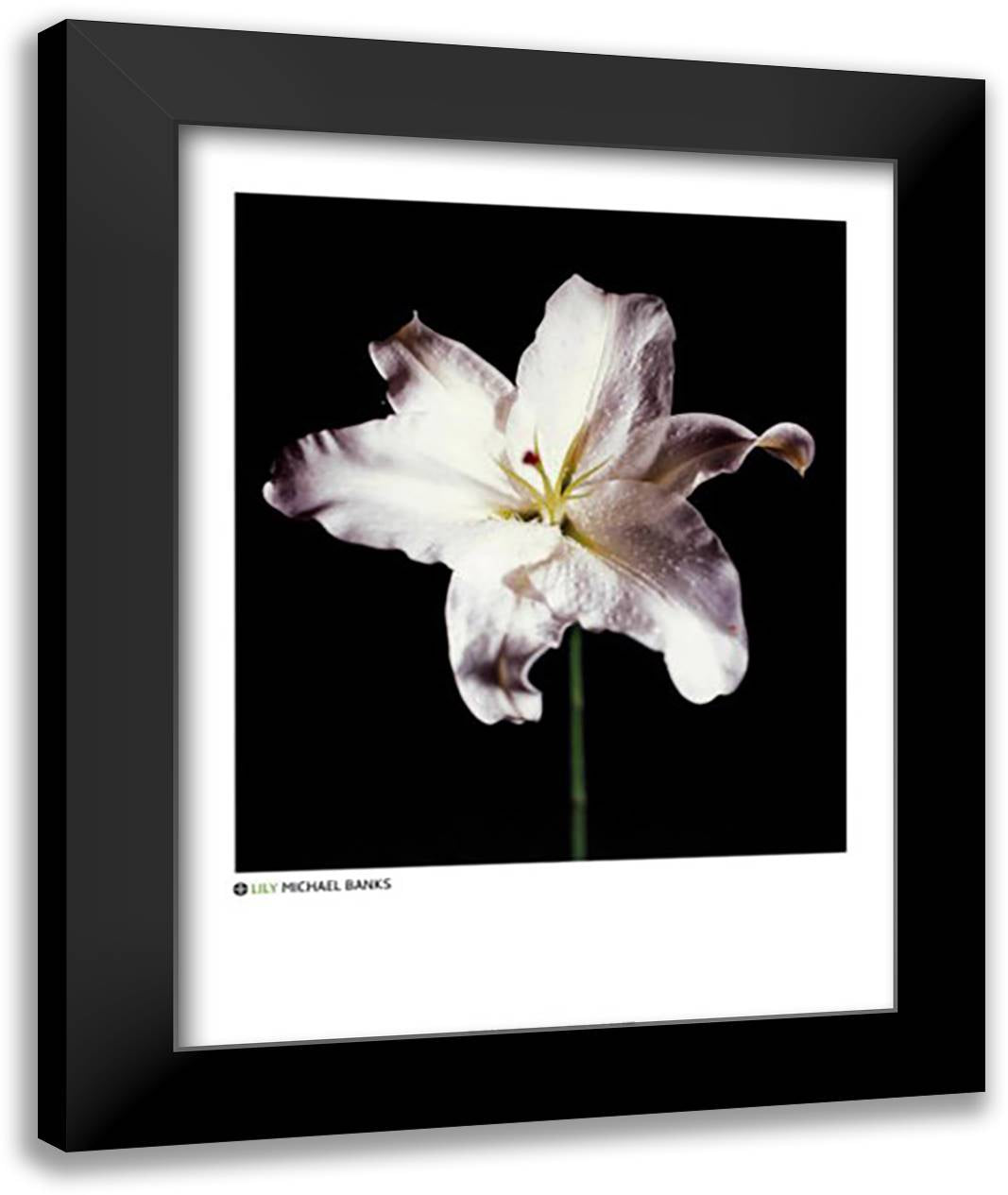 Lily 28x36 Black Modern Wood Framed Art Print Poster by Banks, Michael
