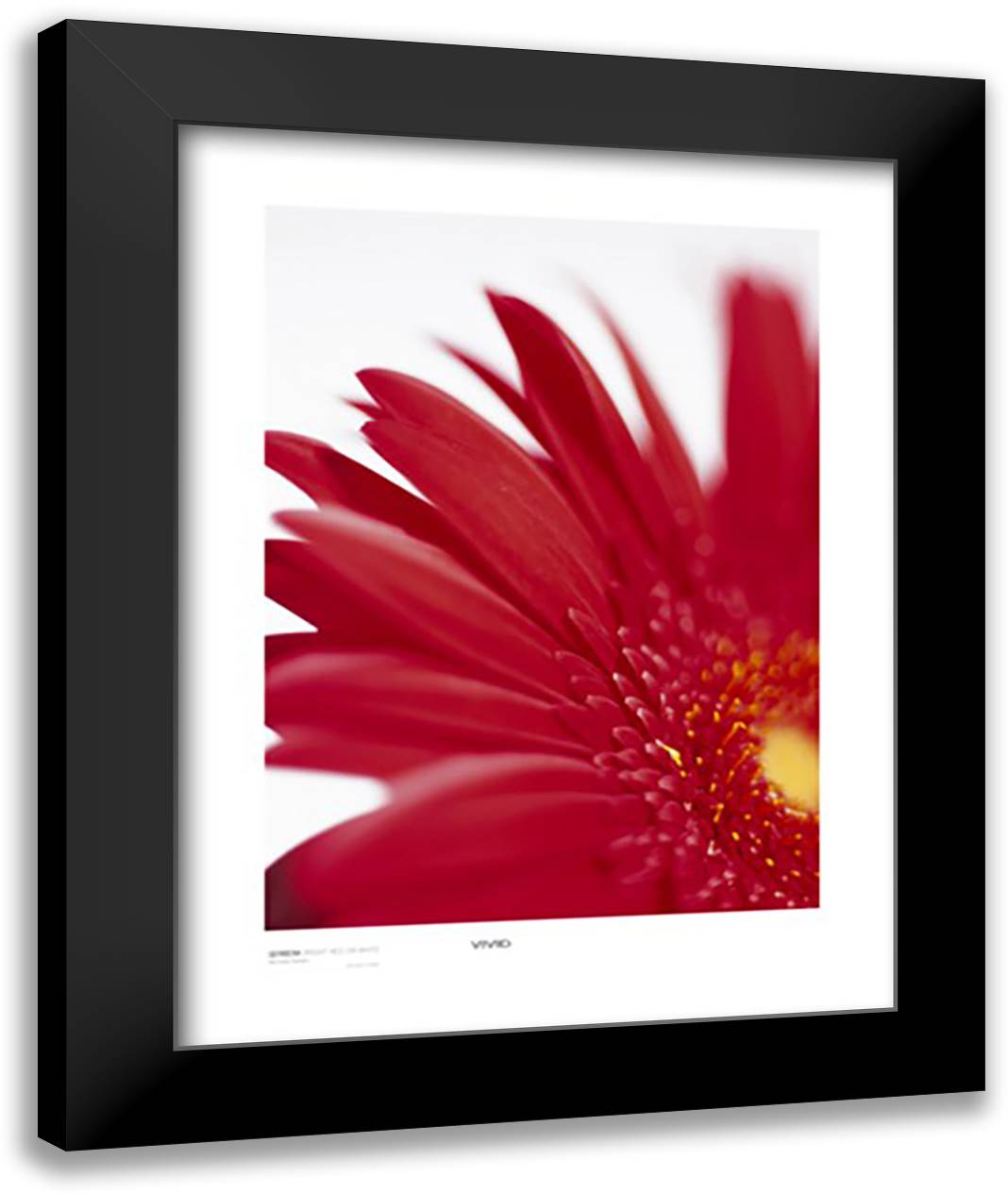 Gerbera, Bright Red On White 28x36 Black Modern Wood Framed Art Print Poster by Banks, Michael