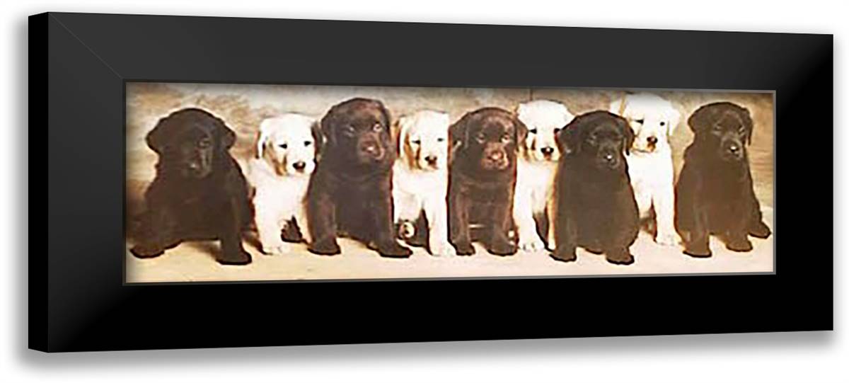 Doggie Line Up 40x28 Black Modern Wood Framed Art Print Poster