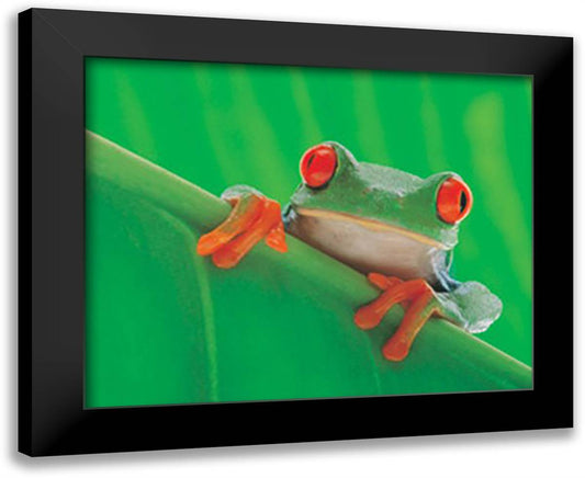 Red Eyed Frog 24x20 Black Modern Wood Framed Art Print Poster