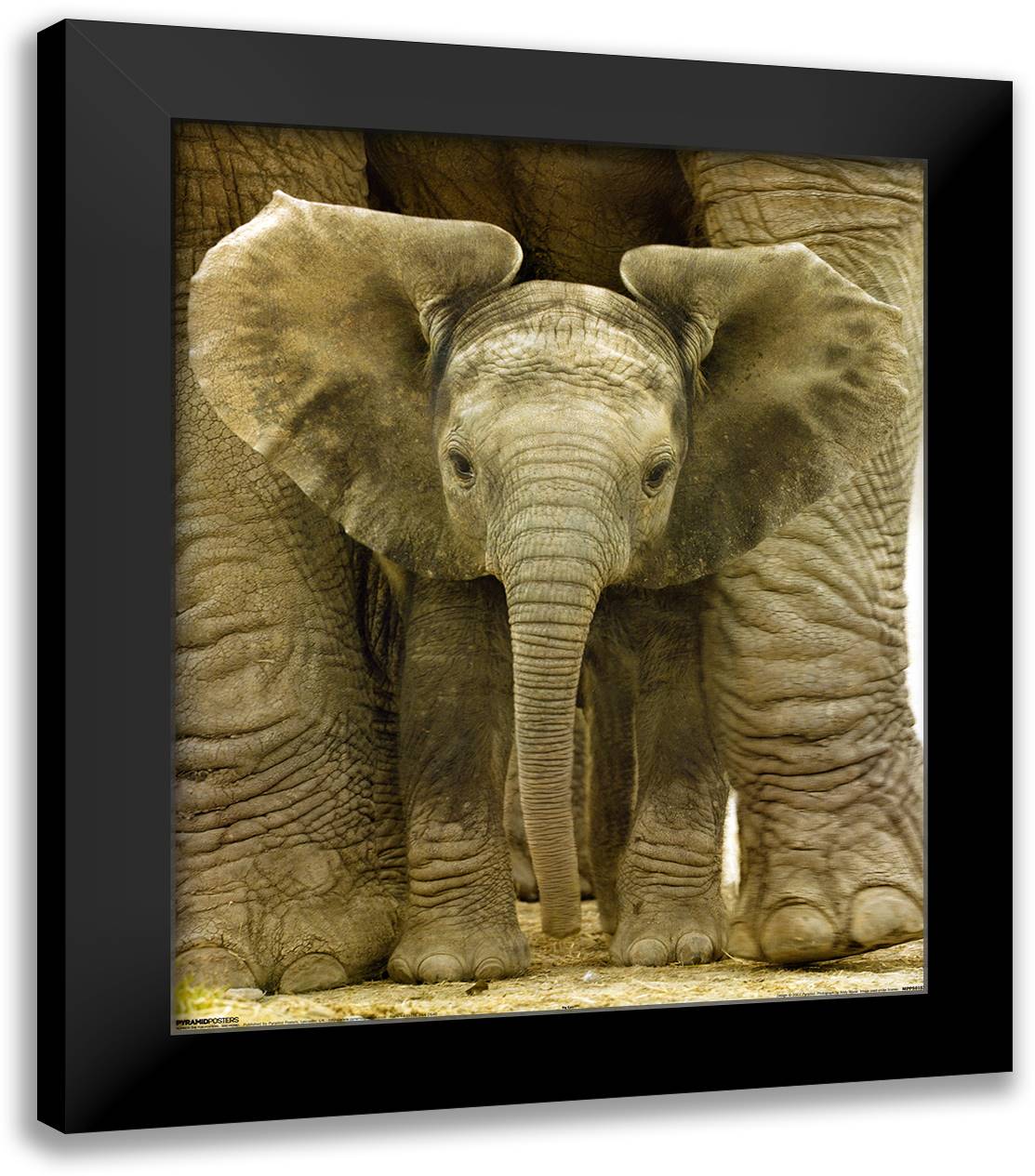 Big Ears Baby Elephant 20x24 Black Modern Wood Framed Art Print Poster