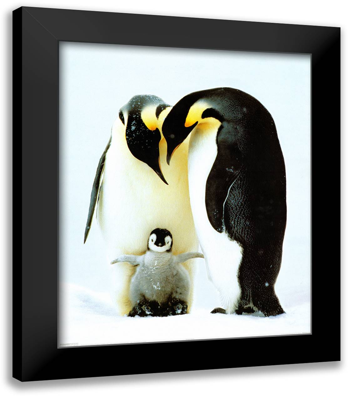 Penguin Family 20x24 Black Modern Wood Framed Art Print Poster