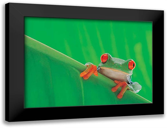 Red Eyed Frog 38x28 Black Modern Wood Framed Art Print Poster