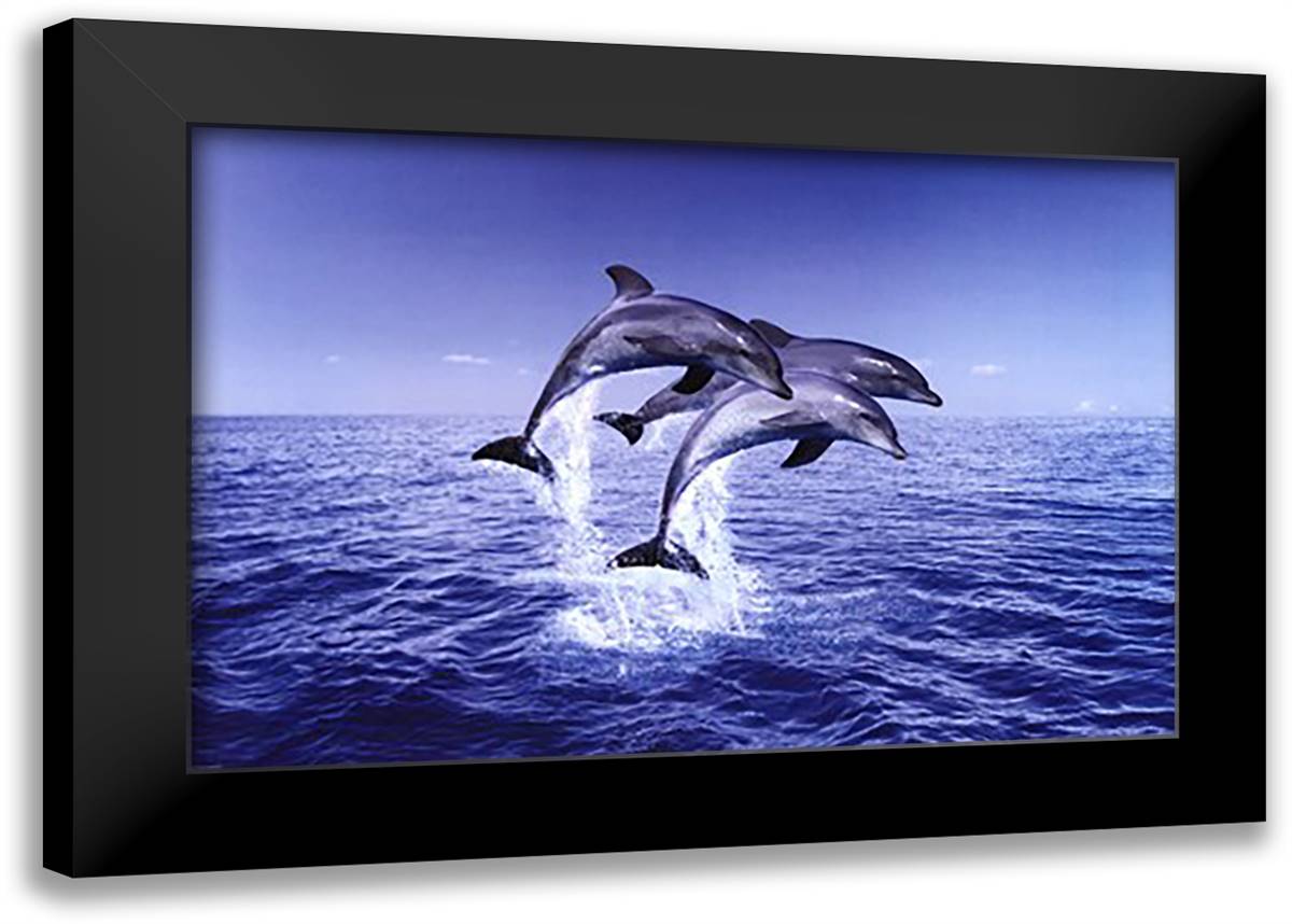 Dolphin Trio 40x28 Black Modern Wood Framed Art Print Poster