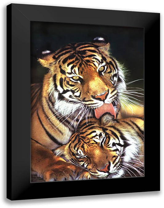 Tigers - Mother's Love 28x40 Black Modern Wood Framed Art Print Poster