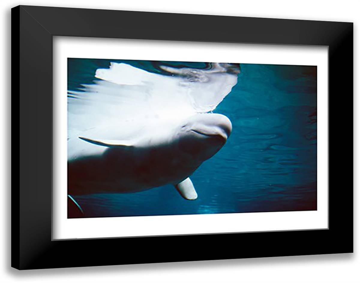 Beluga Whales Swimming Underwater 28x22 Black Modern Wood Framed Art Print Poster