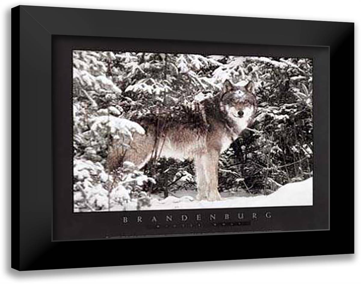 Winter Wolf 28x22 Black Modern Wood Framed Art Print Poster by Brandenburg, Jim