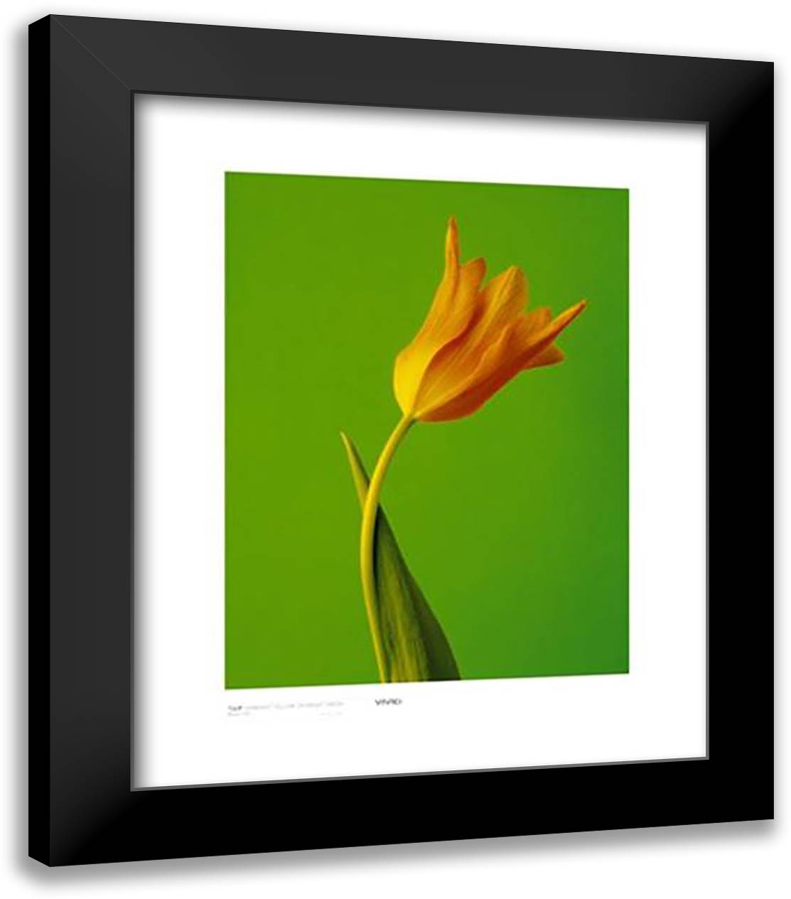 Tulip, Sunburnt Yellow On Bright Green 20x24 Black Modern Wood Framed Art Print Poster by Ota, Masao