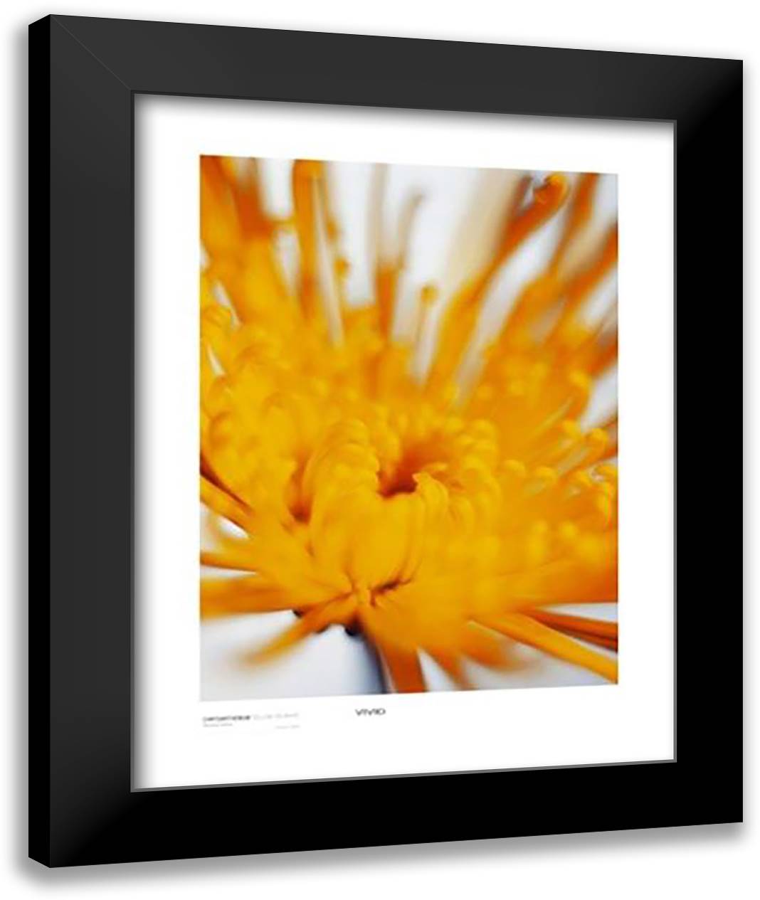 Chrysanthemum, Yellow On White 28x36 Black Modern Wood Framed Art Print Poster by Banks, Michael