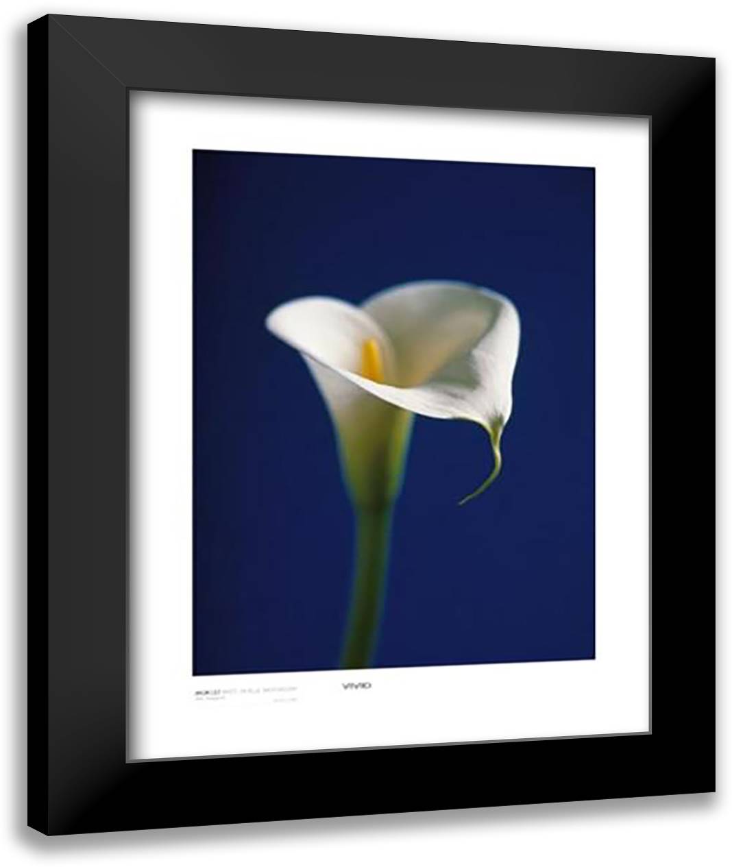Arum Lily, White On Blue Background 28x36 Black Modern Wood Framed Art Print Poster by Sedgwick, Alex