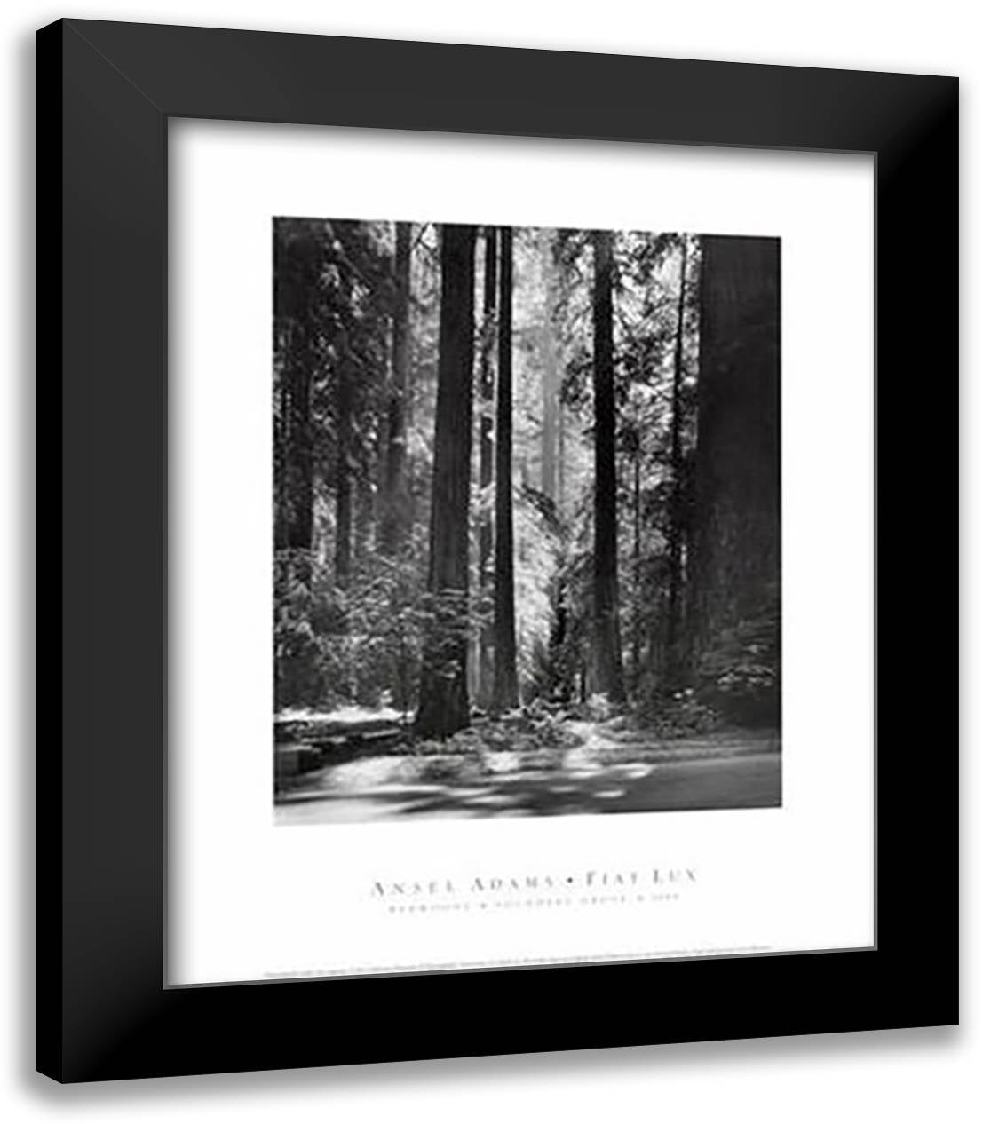 Redwoods, Founders Grove 15x18 Black Modern Wood Framed Art Print Poster by Adams, Ansel