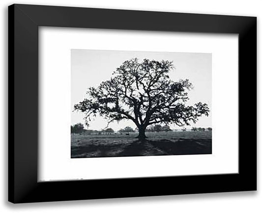 Oak Tree, Sunrise 18x15 Black Modern Wood Framed Art Print Poster by Adams, Ansel