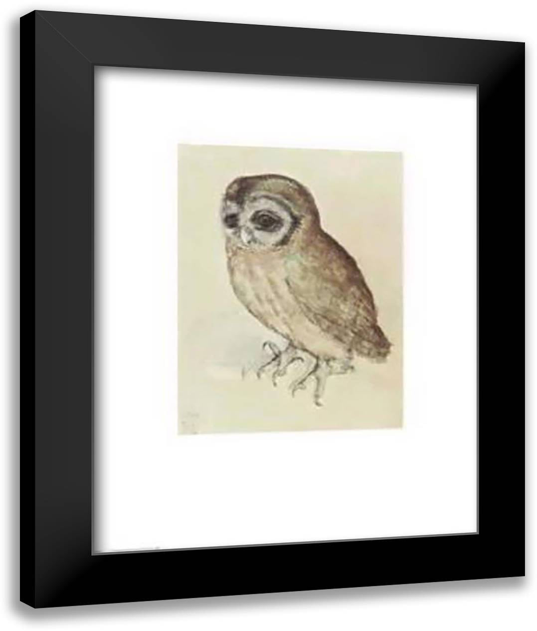 Little Owl 14x17 Black Modern Wood Framed Art Print Poster by Durer, Albrecht