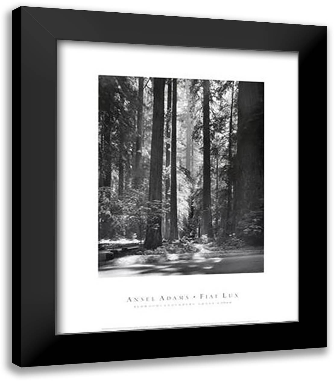 Redwoods, Founders Grove 20x24 Black Modern Wood Framed Art Print Poster by Adams, Ansel