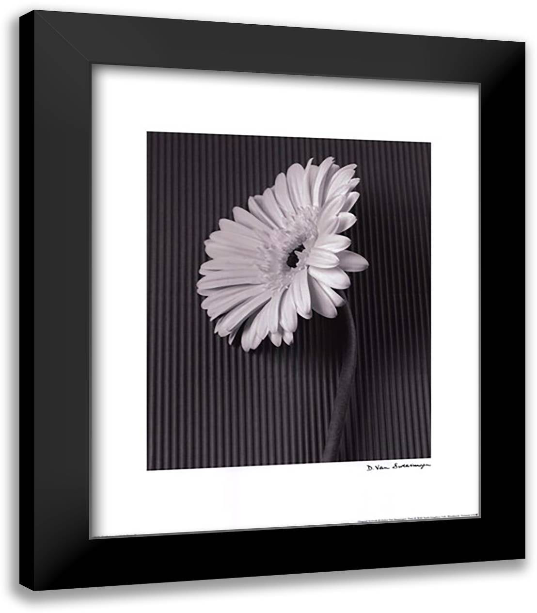 Fresh Cut Gerbera Daisy II 15x18 Black Modern Wood Framed Art Print Poster by Swearingen, Debra Van