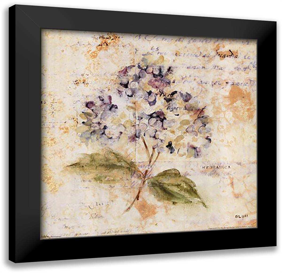 White Washed Hydrangea 16x16 Black Modern Wood Framed Art Print Poster by Blum, Cheri