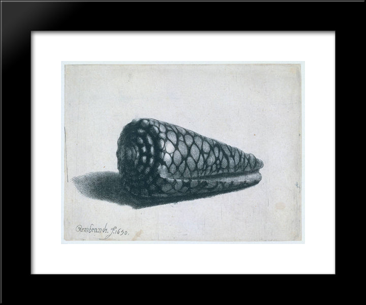 Cone Shell (Conus Marmoreus) 20x24 Black Modern Wood Framed Art Print Poster by Rembrandt