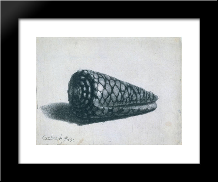 Cone Shell 20x24 Black Modern Wood Framed Art Print Poster by Rembrandt