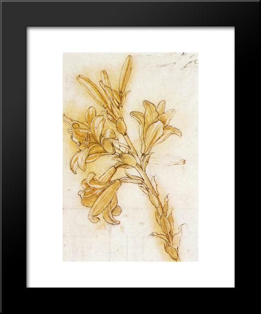 Lily 20x24 Black Modern Wood Framed Art Print Poster by da Vinci, Leonardo