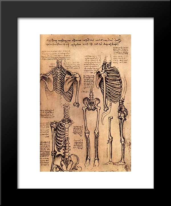 Drawing Of The Torso And The Arms 20x24 Black Modern Wood Framed Art Print Poster by da Vinci, Leonardo