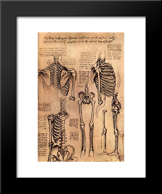 Drawing Of The Torso And The Arms 20x24 Black Modern Wood Framed Art Print Poster by da Vinci, Leonardo
