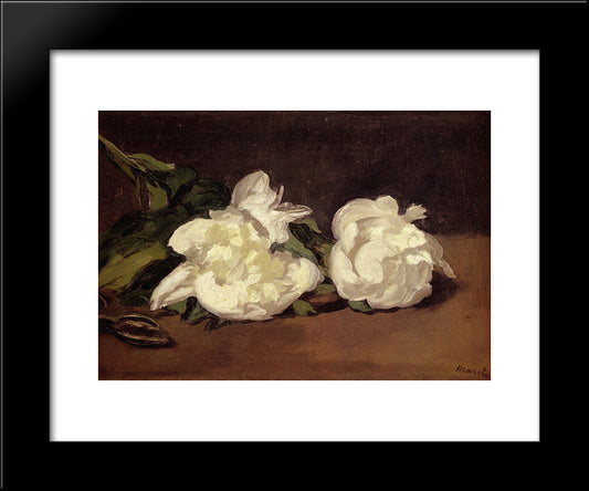 Branch Of White Peonies With Pruning Shears 20x24 Black Modern Wood Framed Art Print Poster by Manet, Edouard