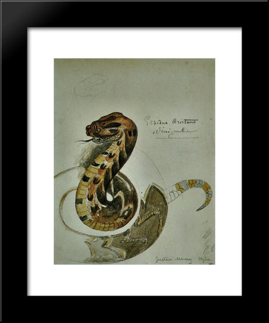 Study Puff Adder 20x24 Black Modern Wood Framed Art Print Poster by Moreau, Gustave