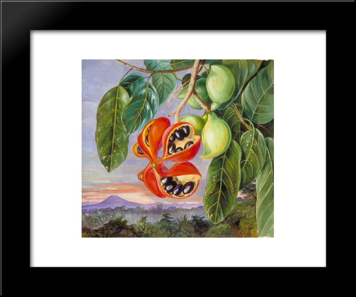 Fishes 20x24 Black Modern Wood Framed Art Print Poster by North, Marianne