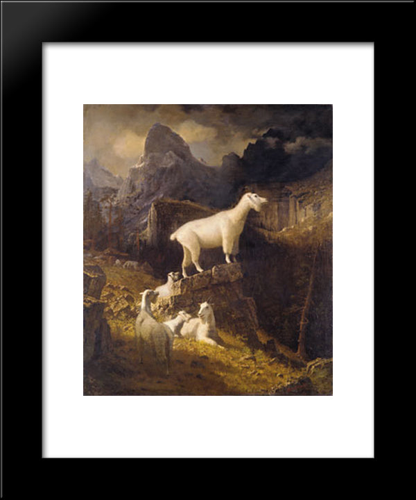 Rocky Mountain Goats 20x24 Black Modern Wood Framed Art Print Poster by Bierstadt, Albert