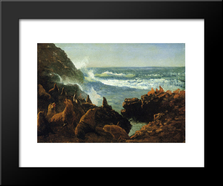 Sea Lions, Farallon Islands 20x24 Black Modern Wood Framed Art Print Poster by Bierstadt, Albert