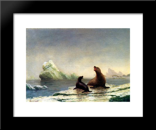 Seals 20x24 Black Modern Wood Framed Art Print Poster by Bierstadt, Albert