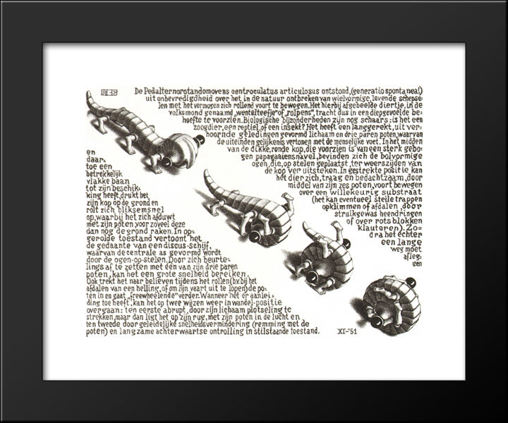 Curl Up 20x24 Black Modern Wood Framed Art Print Poster by Escher, M.C.