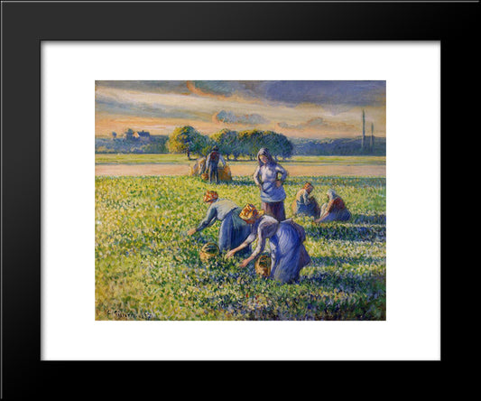 Picking Peas 20x24 Black Modern Wood Framed Art Print Poster by Pissarro, Camille