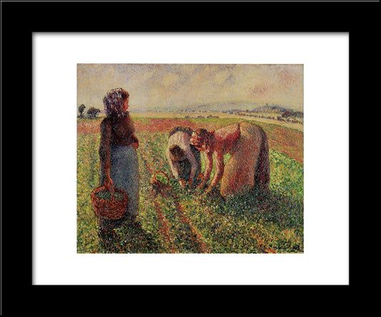 Picking Peas 20x24 Black Modern Wood Framed Art Print Poster by Pissarro, Camille