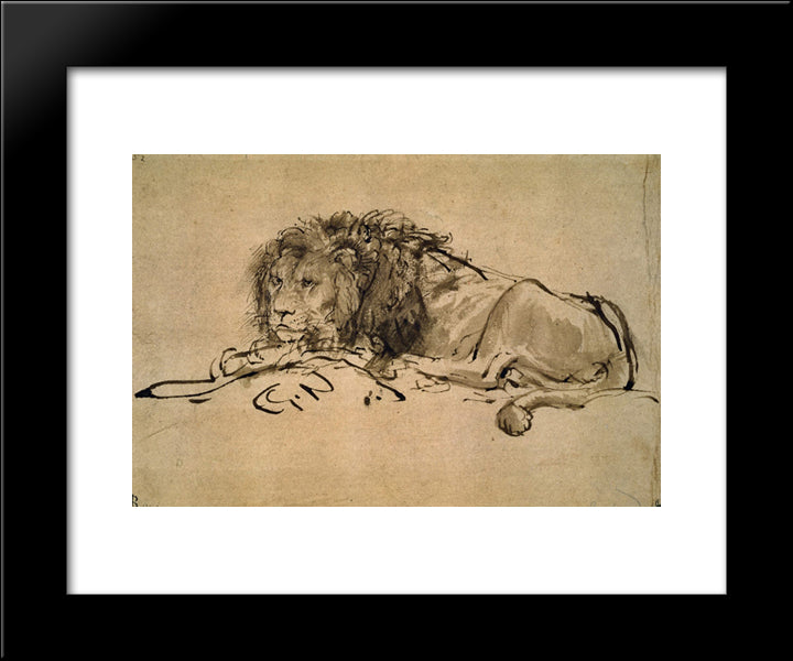 Lion Resting 20x24 Black Modern Wood Framed Art Print Poster by Rembrandt