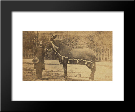 President Lincoln'S Horse, Old Robin 20x24 Black Modern Wood Framed Art Print Poster by Library of Congress