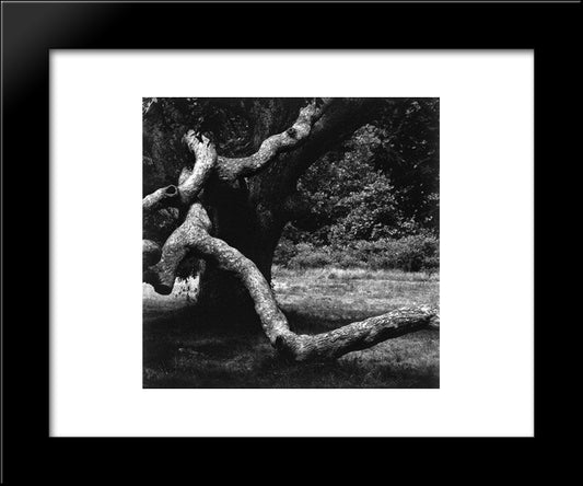 The Tree 35 20x24 Black Modern Wood Framed Art Print Poster by Castagno, Andrea del