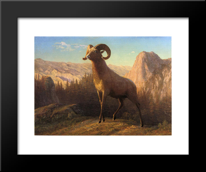 A Rocky Mountain Sheep, Ovis, Montana 20x24 Black Modern Wood Framed Art Print Poster by Bierstadt, Albert