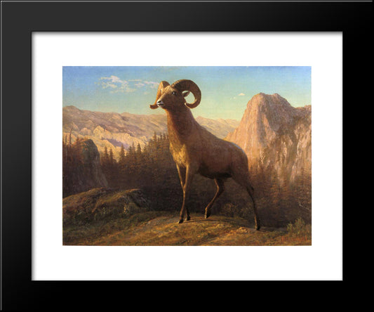 A Rocky Mountain Sheep, Ovis, Montana 20x24 Black Modern Wood Framed Art Print Poster by Bierstadt, Albert
