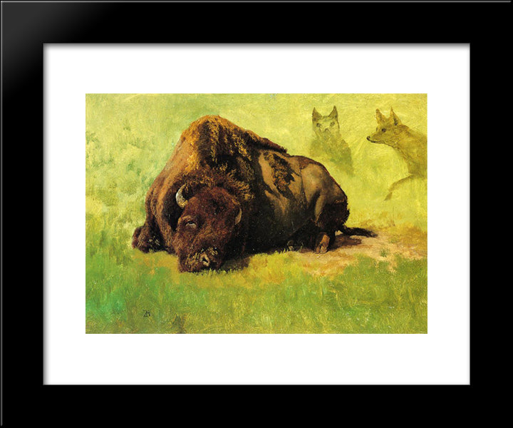 Bison With Coyotes In The Background 20x24 Black Modern Wood Framed Art Print Poster by Bierstadt, Albert