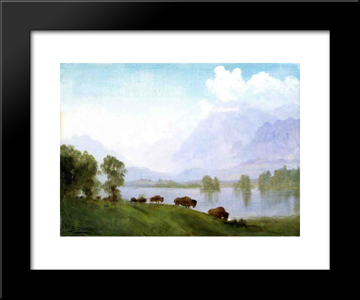 Buffalo Country 20x24 Black Modern Wood Framed Art Print Poster by Bierstadt, Albert