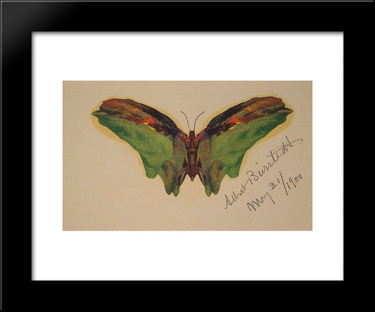 Butterfly 20x24 Black Modern Wood Framed Art Print Poster by Bierstadt, Albert