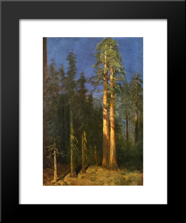 California Redwoods 20x24 Black Modern Wood Framed Art Print Poster by Bierstadt, Albert
