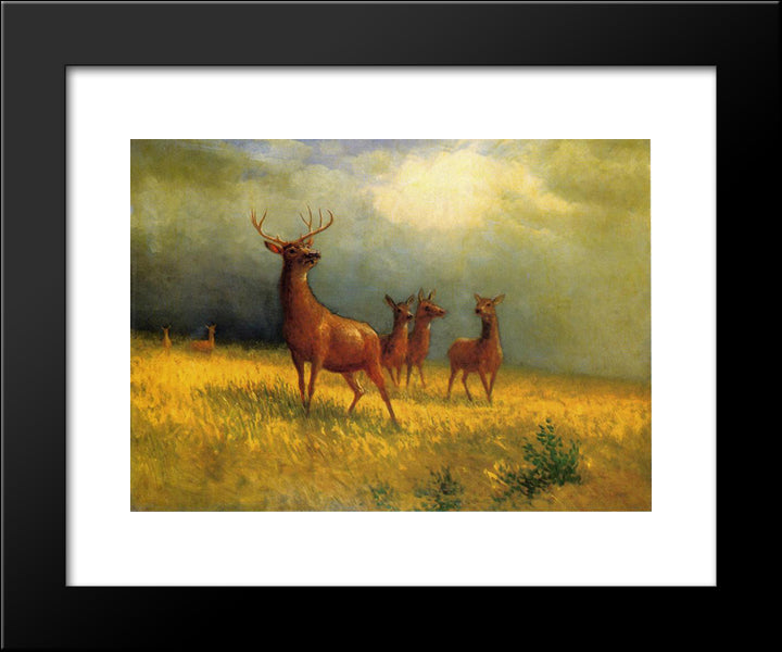 Deer In A Field 20x24 Black Modern Wood Framed Art Print Poster by Bierstadt, Albert