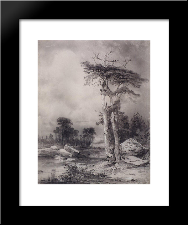 Old Pine 20x24 Black Modern Wood Framed Art Print Poster by Savrasov, Aleksey