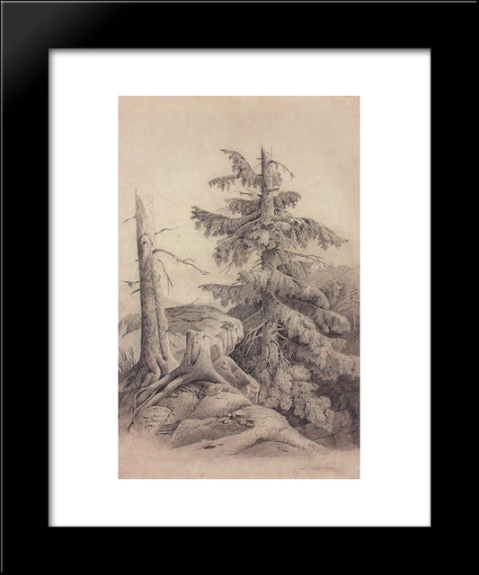 Spruce 20x24 Black Modern Wood Framed Art Print Poster by Savrasov, Aleksey