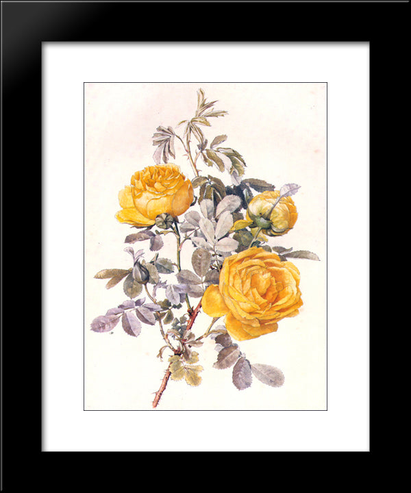Botanical Illustration 20x24 Black Modern Wood Framed Art Print Poster by Parsons, Alfred