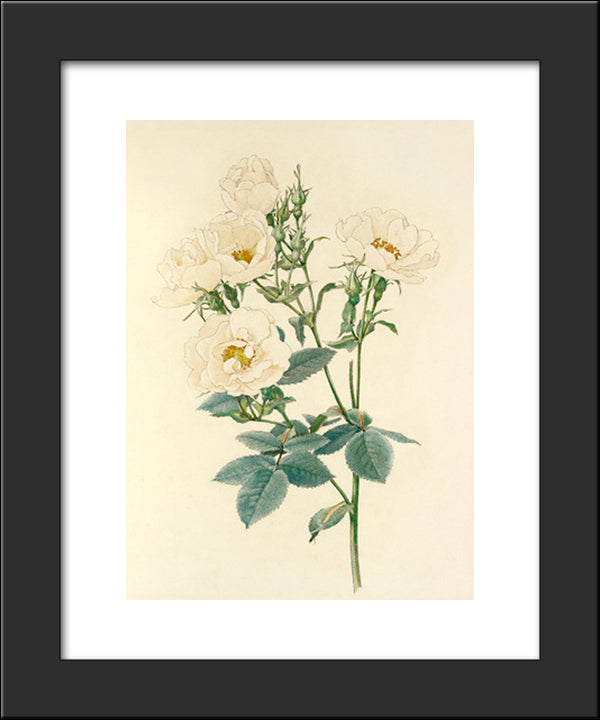 Rosa Alba 20x24 Black Modern Wood Framed Art Print Poster by Parsons, Alfred