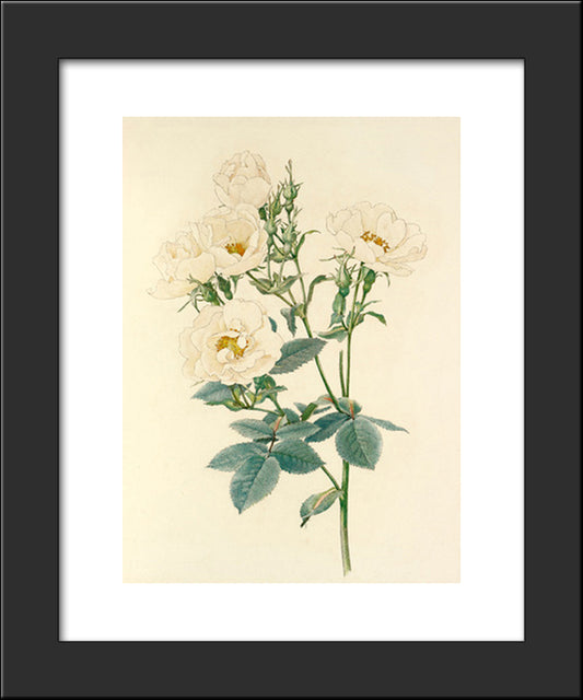 Rosa Alba 20x24 Black Modern Wood Framed Art Print Poster by Parsons, Alfred