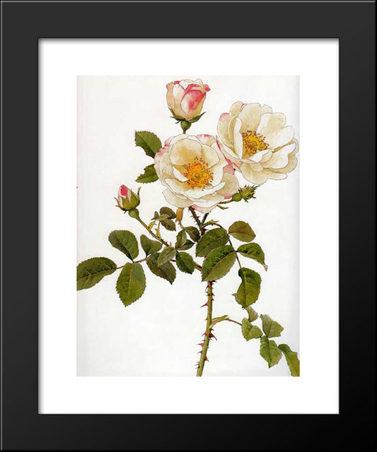 Rosa Damascena Rubrotincta 20x24 Black Modern Wood Framed Art Print Poster by Parsons, Alfred